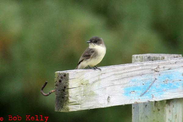 Click here to show another one