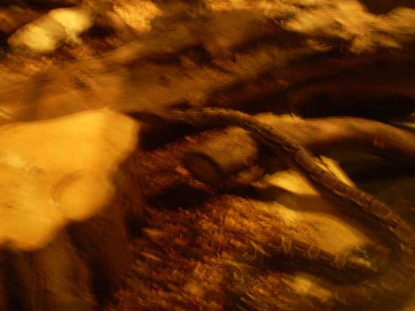 Click here to show another one