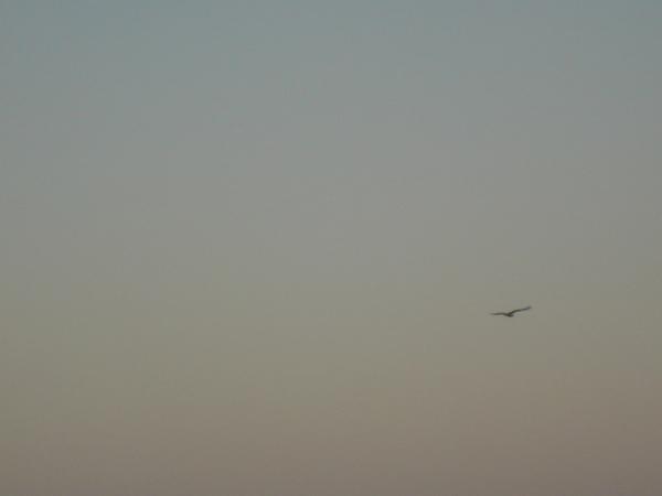 Click here to show another one