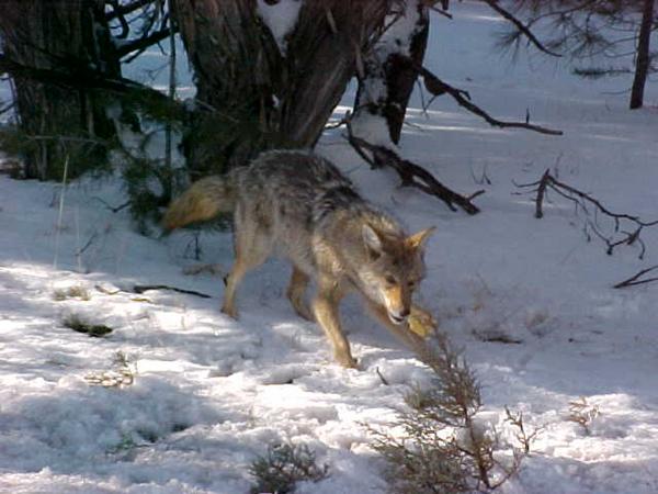 Click here to show another one