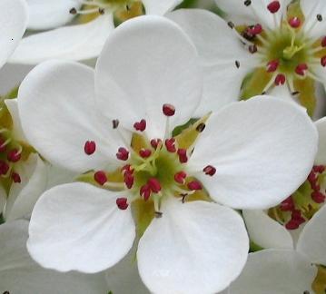 Click here to show another one